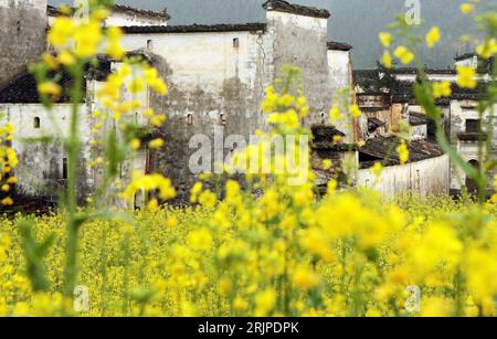 Bildnummer : 51161263 Date de référence : 21.03.2006 Copyright : imago/Xinhua Gelb blühende Blumen auf einer Wiese in Wuyuan - PUBLICATIONxNOTxINxCHN, Landschaft ; 2006, Wuyuan, Wiesen, Blume, Blumen, blühen, Blumenwiese, Blumenwiesen,; , quer, Kbdig, Frühjahr, Jahreszeit, totale, Chine, , / RAPS, Rapsfeld, Rapsfelder, Banque D'Images