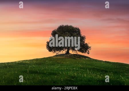 Chêne Holm au sommet de la colline au coucher du soleil au printemps. Pieve a Salti, Buonconvento, province de Sienne, Toscane Banque D'Images