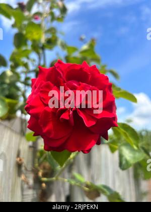 Une rose rouge vibrante se détache contre une clôture de piquet blanche dans un jardin baigné de soleil Banque D'Images