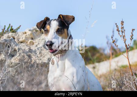 Gros plan du visage d'un chien de race mêlant renard terrier et pointeur croisé, avec des yeux noisetier, dans la campagne maltaise, parmi les rochers et les buissons Banque D'Images