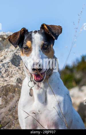 Gros plan du visage d'un chien de race mêlant renard terrier et pointeur croisé, avec des yeux noisetier, dans la campagne maltaise, parmi les rochers et les buissons Banque D'Images