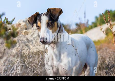 Gros plan du visage d'un chien de race mêlant renard terrier et pointeur croisé, avec des yeux noisetier, dans la campagne maltaise, parmi les rochers et les buissons Banque D'Images