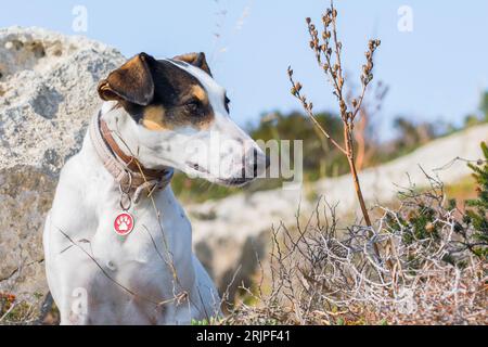 Gros plan du visage d'un chien de race mêlant renard terrier et pointeur croisé, avec des yeux noisetier, dans la campagne maltaise, parmi les rochers et les buissons Banque D'Images