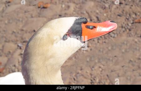 Détail de la tête de cygne III à Prague, République tchèque Banque D'Images