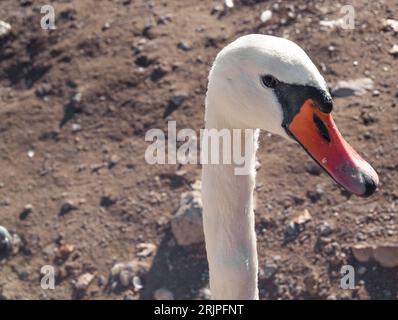 Détail de la tête de cygne II à Prague, République tchèque Banque D'Images