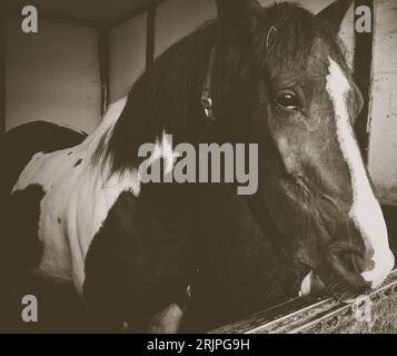 Rendez visite à votre ami cheval dans l'écurie, noir et blanc Banque D'Images