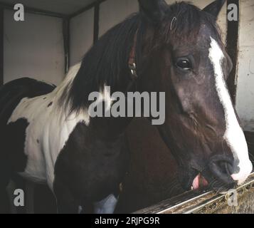 Rendez visite à votre ami cheval dans l'écurie Banque D'Images