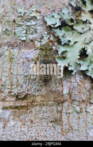 Une cigale verte aux reflets bruns perchée sur un tronc d'arbre, se prélassant dans la lumière Banque D'Images