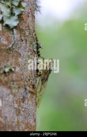 Une cigale verte aux reflets bruns perchée sur un tronc d'arbre, se prélassant dans la lumière Banque D'Images