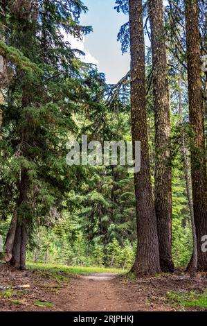 mise au point sélective sur un chemin de terre menant à travers de grands arbres forestiers de conifères. Banque D'Images