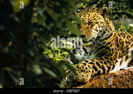 Un Jaguar (Panthera onca) reposant derrière des arbres avec une fourrure dorée illuminée à la lumière du soleil Banque D'Images