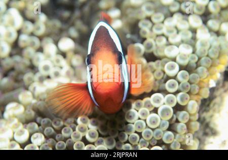 Anémonefish rouge et noir (Amphiprion melanopus). Mer d'Andaman, Thaïlande. Banque D'Images