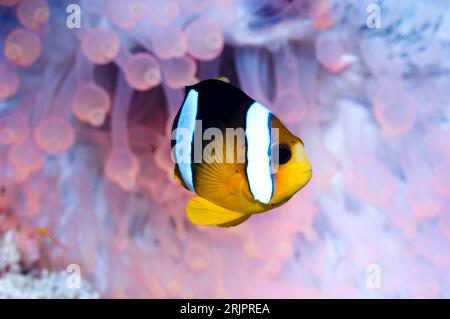 Anémonefish de Clark (Amphiprion clarkii) dans l'anémone à pointe de bulle (Entacmaea quadricolor). Orange/rouge fluorescent. Les tentacules sont généralement un bro terne Banque D'Images