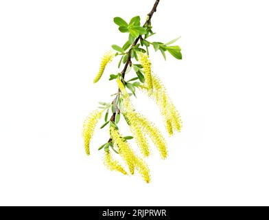 Photo de Salix triandra. Saule d'amande, fleurs mâles de saule isolées un blanc Banque D'Images