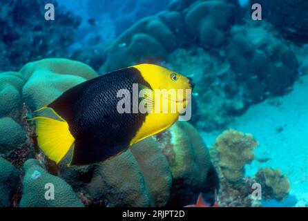 Beauté rocheuse (Holacanthus tricolor). Bonaire, Antilles néerlandaises, Caraïbes, Océan Atlantique. Banque D'Images