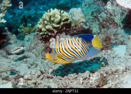 Poisson-ange royal, Pygoplites diacanthus. Sipadan. Indo-West Pacific. Banque D'Images