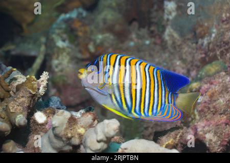 Poisson-ange royal (Pygoplites diacanthus). Îles Salomon. Indo-Pacifique Banque D'Images