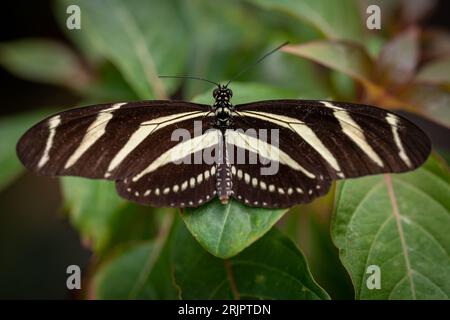 Gros plan d'un papillon rayé noir et blanc perché sur une feuille verte vibrante Banque D'Images