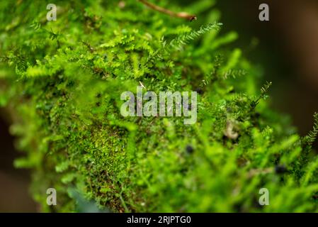 Image en gros plan d'une mousse vert émeraude recouvrant la branche d'un arbre Banque D'Images