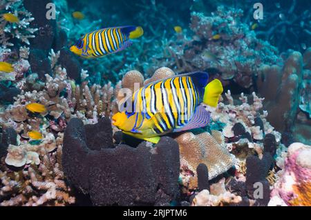 Angelfish royal (Pygoplites diacanthus), couple nageant au-dessus du récif corallien. Mer d'Andaman, Thaïlande. Banque D'Images