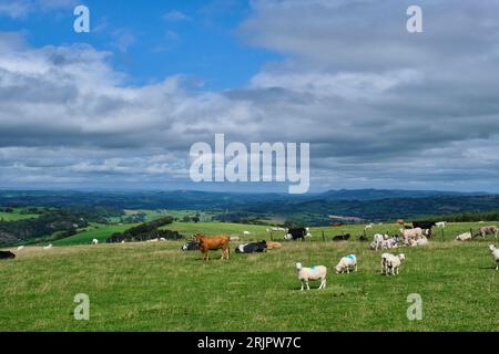 Les COE et les moutons paissent à côté du Kerry Ridgeway, surplombant la vallée de la Severn, Powys, pays de Galles Banque D'Images