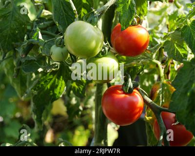 par une journée ensoleillée, de savoureuses tomates juteuses dans le jardin Banque D'Images