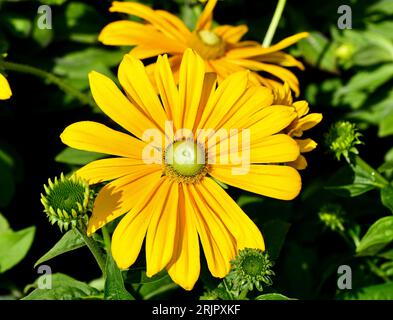 Un plan rapproché de Rudbeckia « Irish Eyes » dans le jardin éclairé par la lumière du soleil. Banque D'Images