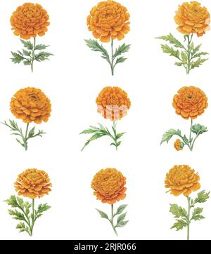 Fleurs Marigold ensemble isolé sur le fond blanc, illustration d'aquarelle dessinée à la main. Illustration de Vecteur