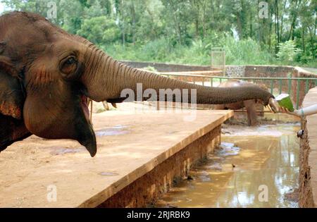 Bildnummer : 51367919 Date de référence : 26.07.2006 Copyright : imago/Xinhua Elefant im Wasserzoo Haikou streckt seinen Rüssel nach einem Stück Wassermelone in der Hand einer Zoobesucherin PUBLICATIONxNOTxINxCHN, Tiere ; 2006, Haikou, Zoo, zoos, Tierpark, Tierparks, Säugetiere, Elefanten, strecken ; , quer, Kbdig, Porträt, Chine, , Bildnummer 51367919 Date 26 07 2006 Copyright Imago XINHUA Elephant in Wasserzoo Haikou étire ses Proboscis après un morceau pastèque dans la main a Zoobesucherin PUBLICATIONxNOTxINxCHN Animals 2006 Haikou Zoo zoos Zoo Parc animalier mammifères itinéraires éléphants horizontaux Kbdig Banque D'Images