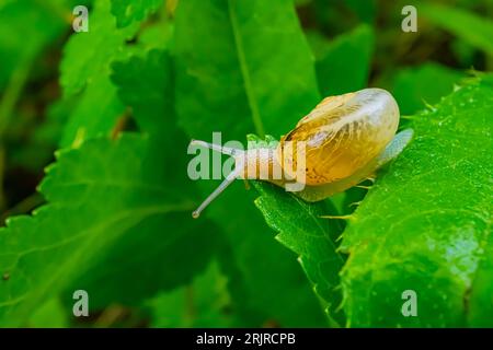 Un gros plan d'un escargot sur une plante verte Banque D'Images