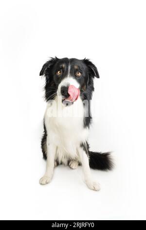 Portrait affamé frontière collie chien léchant ses lèvres avec la langue assise et regardant la caméra. Isolé sur fond blanc Banque D'Images