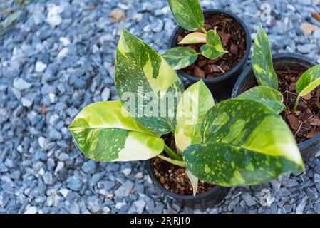 Philodendron Green congo hybride dans le pot Banque D'Images