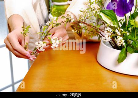 Une japonaise pratiquant l'ikebana. Les mains de la femme arrangent magnifiquement les fleurs dans un bol. Banque D'Images