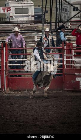 Un cow-boy chevauchant un taureau dans une arène équestre pendant un spectacle de rodéo. Banque D'Images