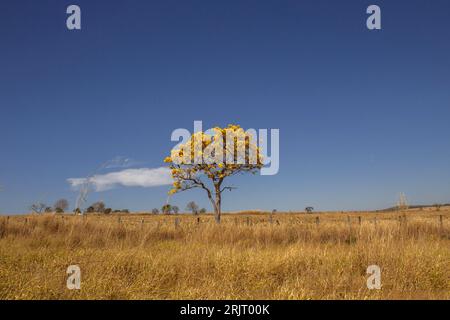 Goiania, Goias, Brésil – 11 août 2023 : une ipette jaune fleurie au milieu de l’herbe sèche, sur les rives de la BR-352, à Goias. Banque D'Images