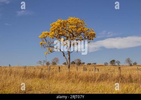 Goiania, Goias, Brésil – 11 août 2023 : une ipette jaune fleurie au milieu de l’herbe sèche, sur les rives de la BR-352, à Goias. Banque D'Images