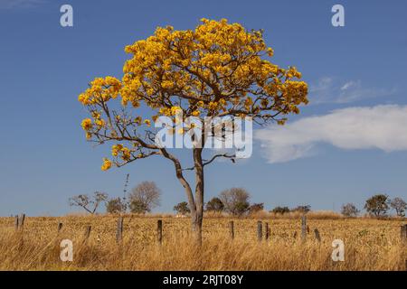 Goiania, Goias, Brésil – 11 août 2023 : une ipette jaune fleurie au milieu de l’herbe sèche, sur les rives de la BR-352, à Goias. Banque D'Images