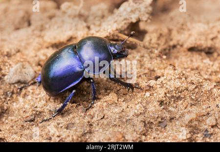 Doeberitzer Heide, Allemagne. 25 juillet 2023. 25.07.2023, Doeberitzer Heide. Un bousier (Geotrupidae) marche sur le sol sablonneux de Doeberitz Heath, au nord de Potsdam et à l'ouest de Berlin. Les coléoptères trouvent des conditions idéales dans le paysage de la lande sur les zones de l'ancienne zone d'entraînement militaire Doeberitz, qui est maintenant une réserve naturelle. Crédit : Wolfram Steinberg/dpa crédit : Wolfram Steinberg/dpa/Alamy Live News Banque D'Images