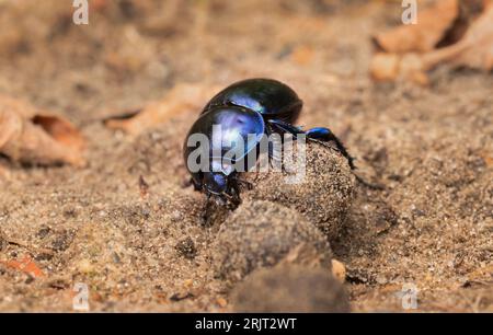 Doeberitzer Heide, Allemagne. 25 juillet 2023. 25.07.2023, Doeberitzer Heide. Un bousier (Geotrupidae) fait rouler une boule d'excréments sur le sol à Doeberitz Heath, au nord de Potsdam et à l'ouest de Berlin. Les coléoptères trouvent des conditions idéales dans le paysage de la lande sur les zones de l'ancienne zone d'entraînement militaire Doeberitz, qui est maintenant une réserve naturelle. Crédit : Wolfram Steinberg/dpa crédit : Wolfram Steinberg/dpa/Alamy Live News Banque D'Images