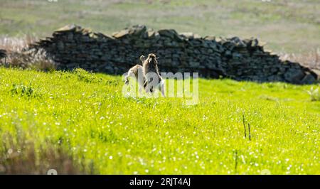 Lièvres bruns lepus europaeus se poursuivant et boxant à Spring, Upper Teesdale, County Durham Banque D'Images