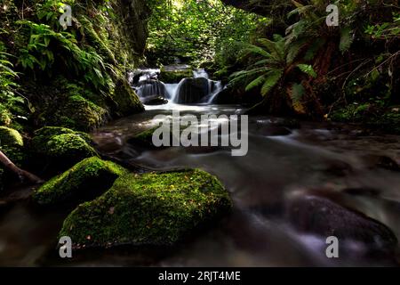 Un ruisseau tranquille coule doucement entre de grands rochers au milieu d'une forêt verdoyante. Banque D'Images