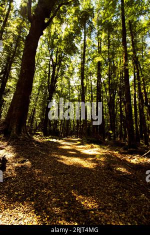 La lumière du soleil coule à travers le feuillage vert d'une forêt, illuminant le sol en contrebas. Banque D'Images