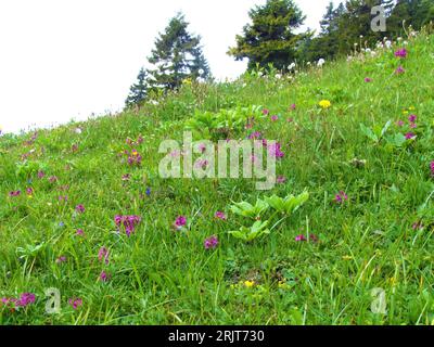 Fleurs de perruque rose (Pedicularis verticillata) poussant sur une prairie Banque D'Images