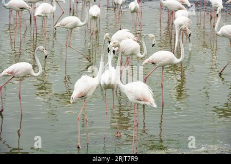 Vue imprenable sur un groupe de flamants roses dans la réserve naturelle de Dubaï, Émirats arabes Unis. Banque D'Images