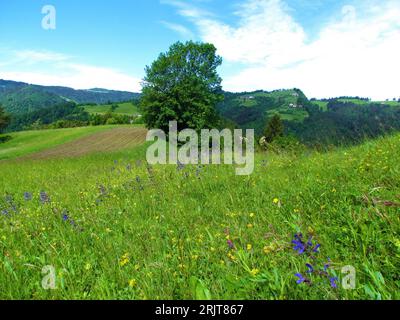 Meadow with purple blooming meadow clary or meadow sage flowers with a single tree and hills with farms and forest in Slovenia Banque D'Images