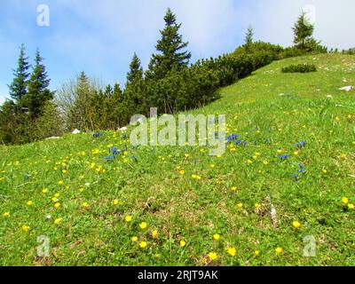 Prairie alpine colorée pleine de fleurs sauvages fleuries avec gentiane printanière bleue (Gentiana verna) et fleurs jaunes et pins et épinettes rampants Banque D'Images