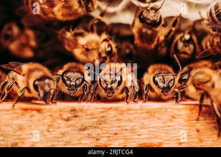 Plusieurs abeilles sont représentées rassemblées en groupe sur une poutre en bois dans la même zone Banque D'Images