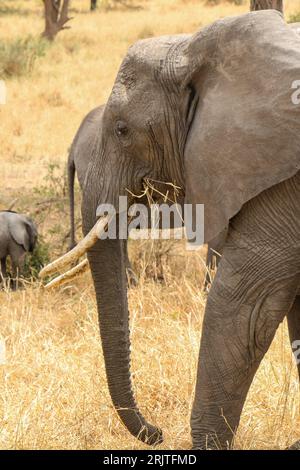 Un éléphant africain adulte paissant tranquillement sur le feuillage dans un habitat naturel Banque D'Images