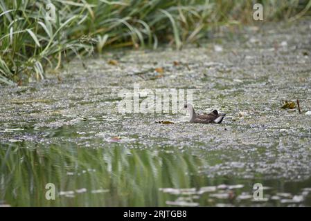 Moorhen commun juvénile (Gallinula chloropus) nageant de droite à gauche à travers un étang vert avec des roseaux verts en arrière-plan, à droite de l'image, Royaume-Uni Banque D'Images