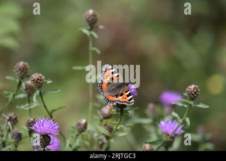 Centre avant-plan image d'un petit papillon d'écaille de tortue (aglais urticae) sur Purple Knapweed, sur fond vert, prise au pays de Galles, en août Banque D'Images